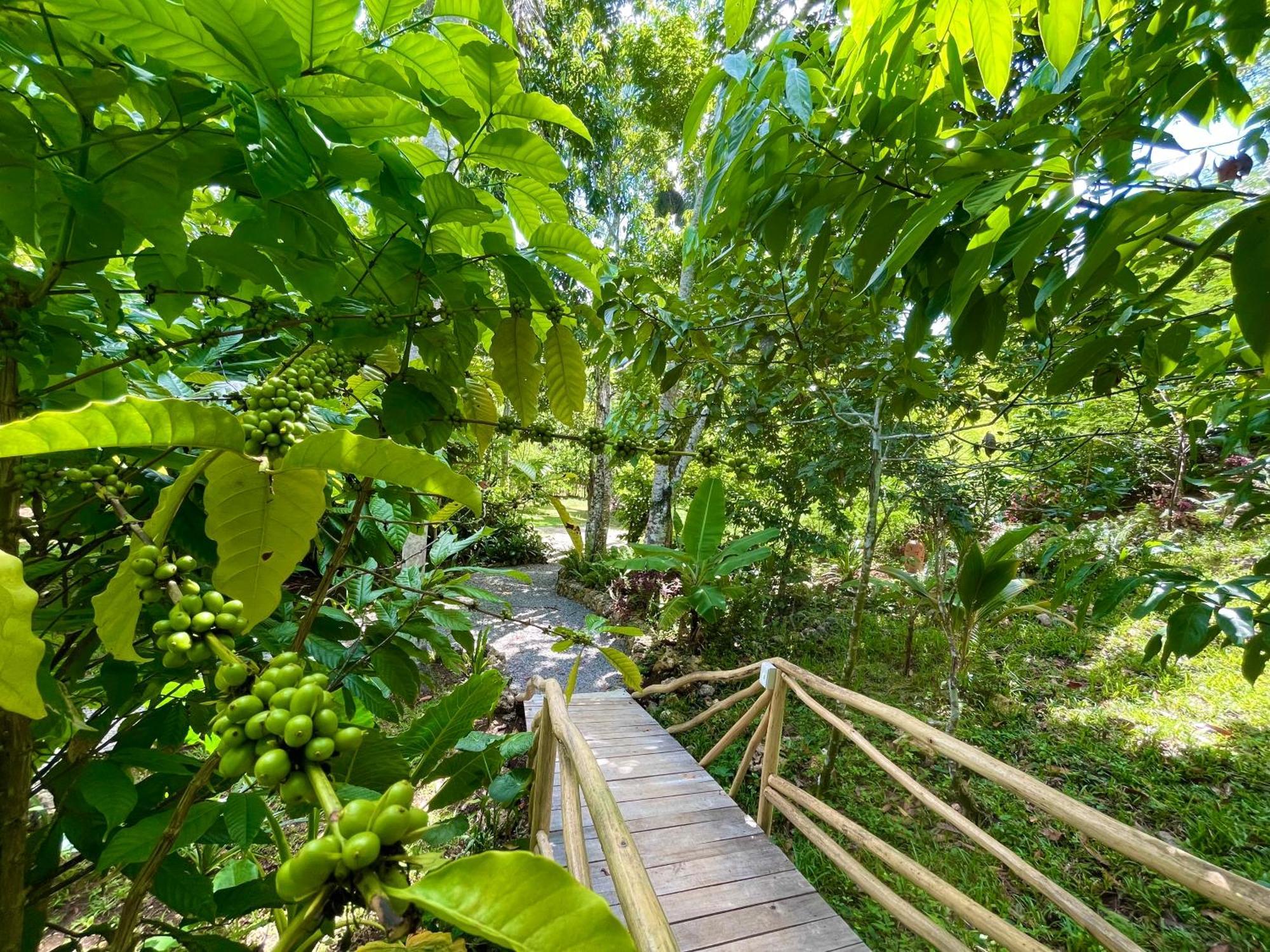 Rancho Romana Ecolodge Park V-01 El Limon Εξωτερικό φωτογραφία
